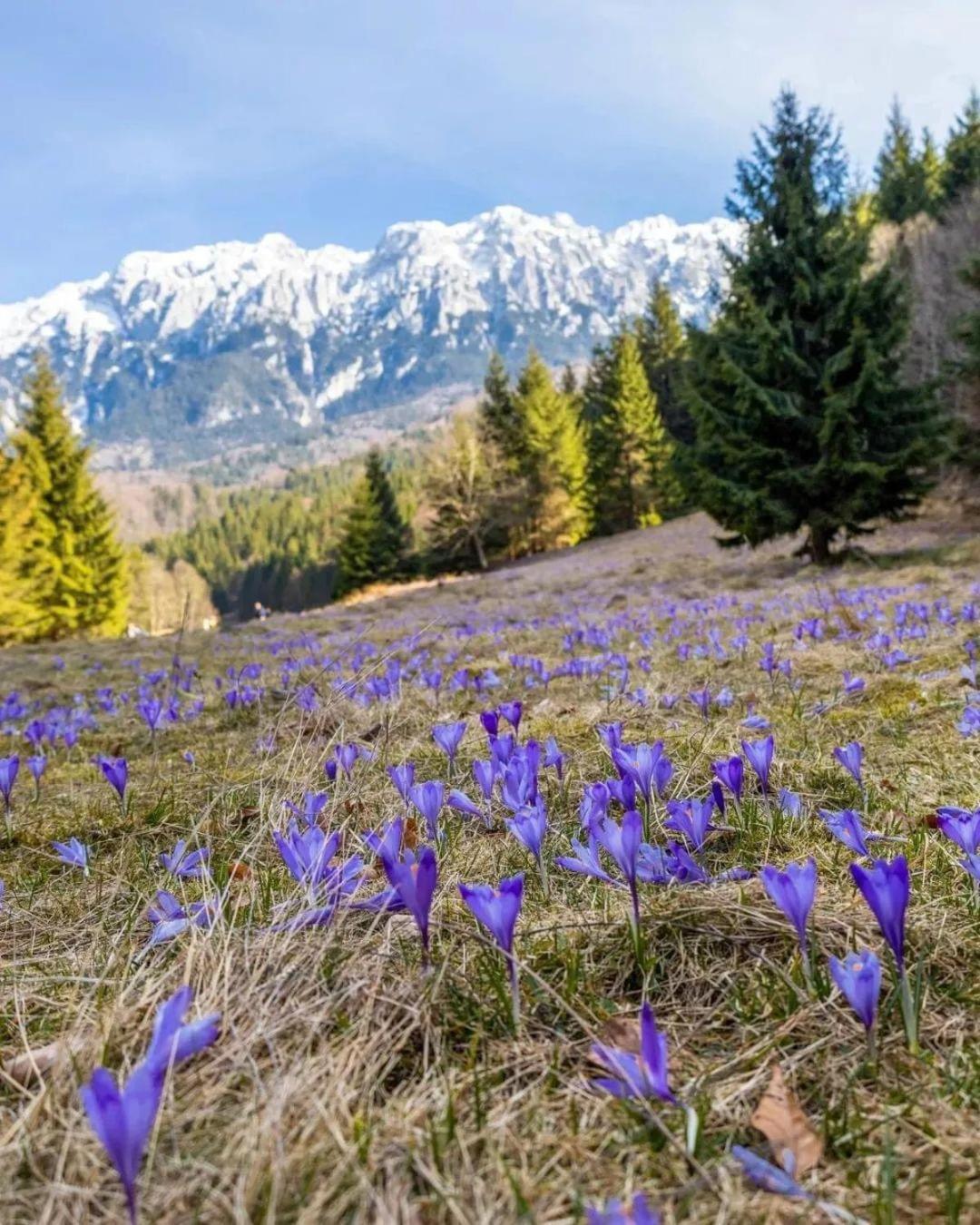 Cazare Zorilor Zărneşti Rom bilde
